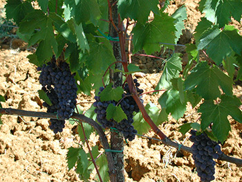 uva del vigneto a poggio salvi